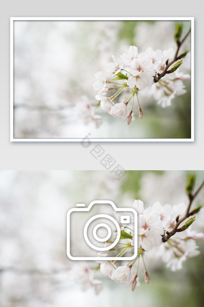 粉色樱花枝头盛开摄影图片