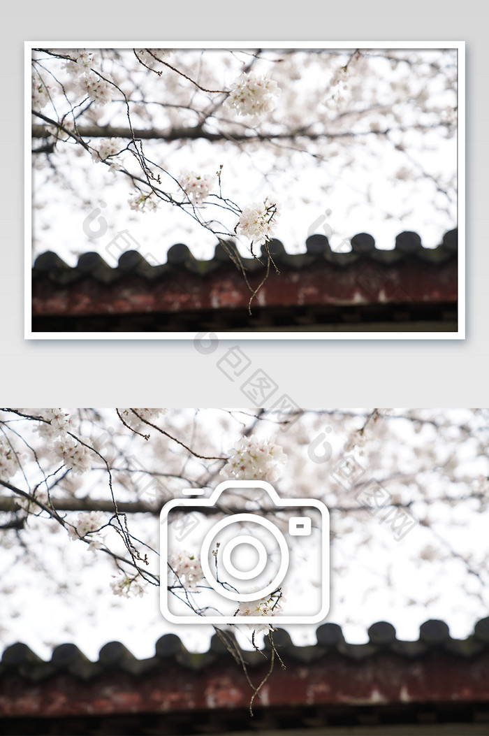 公园一角盛开的樱花摄影图片