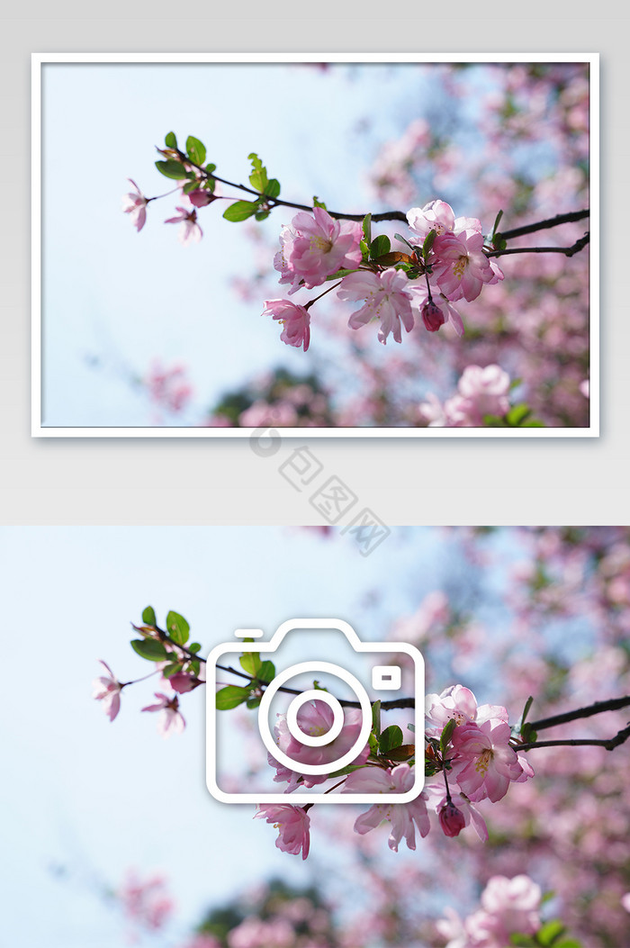 海棠花盛开枝头摄影图片