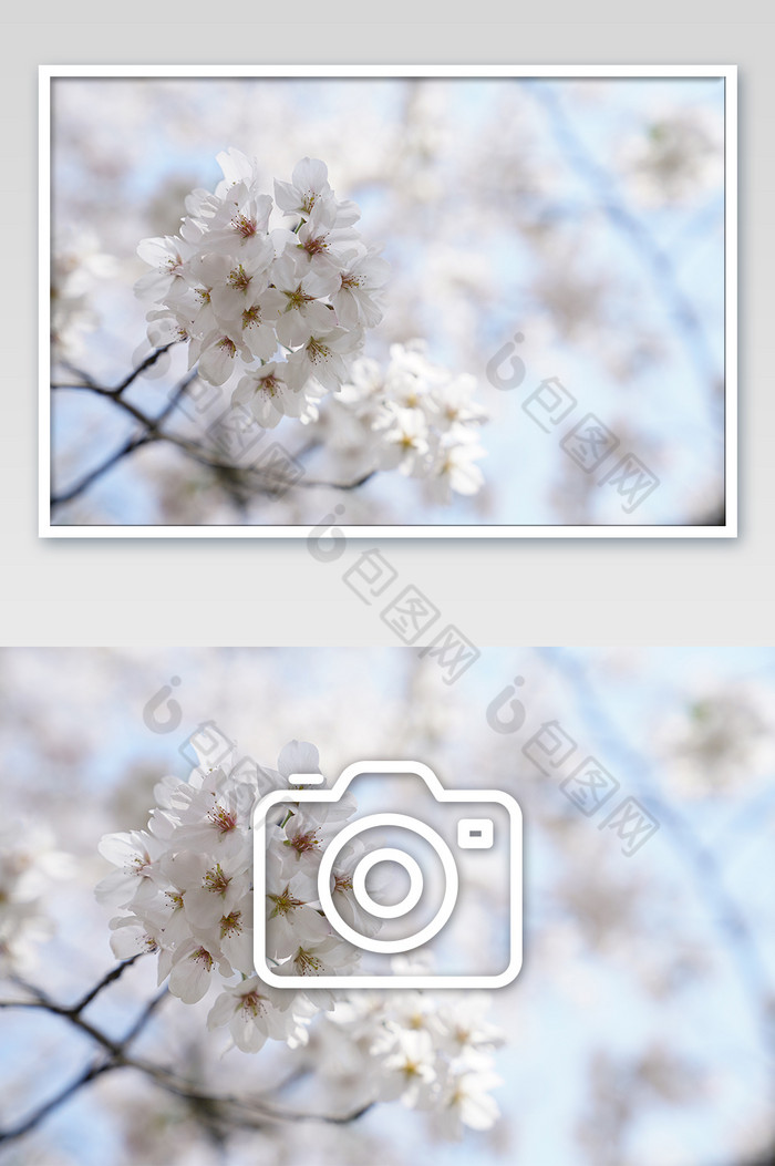 蓝天下盛开的樱花摄影图片图片