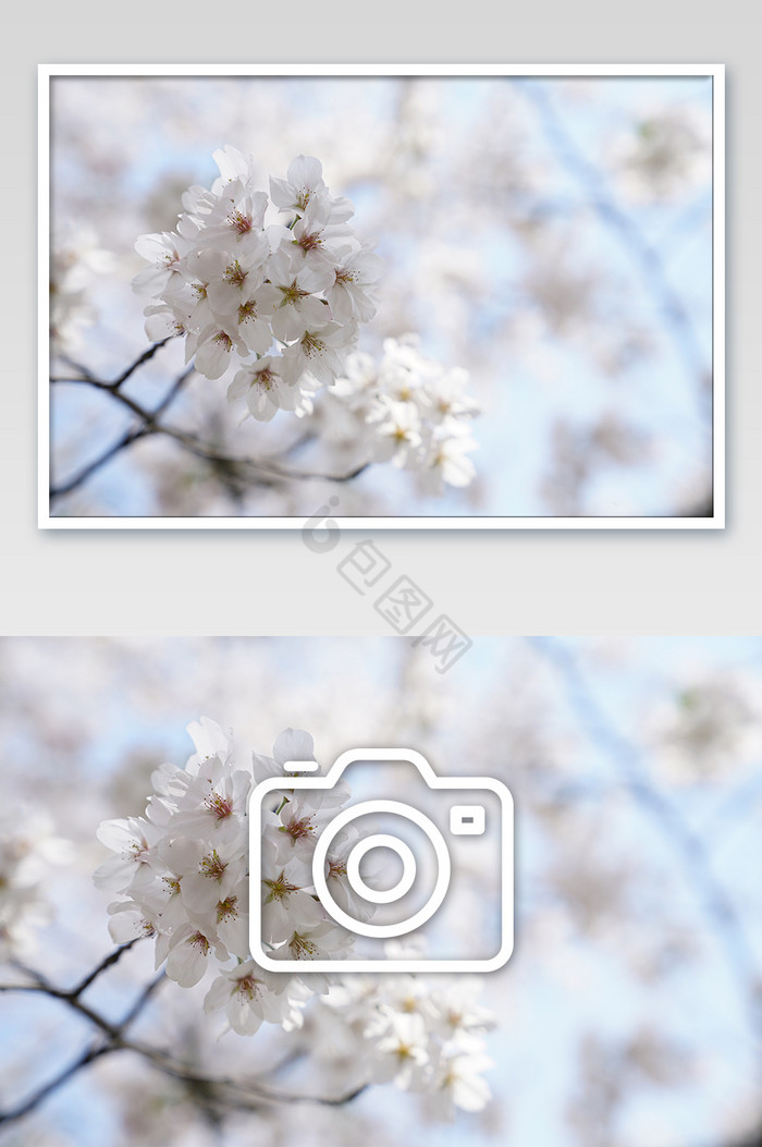 蓝天下盛开的樱花摄影图片