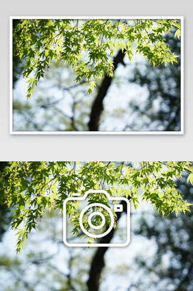 绿色的枫树叶在阳光下发亮