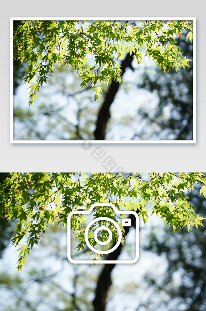 绿色的枫树叶在阳光下发亮图片