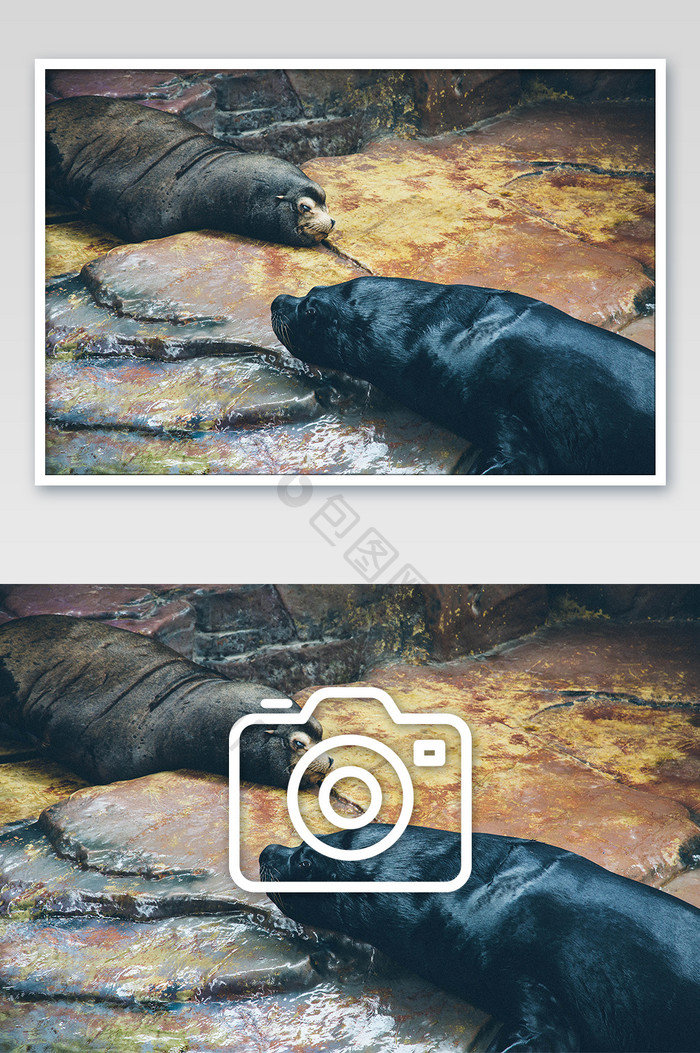 极地海洋动物世界海豹摄影图