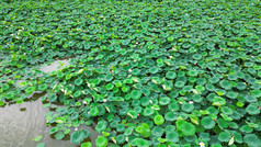 夏季荷花池绿叶