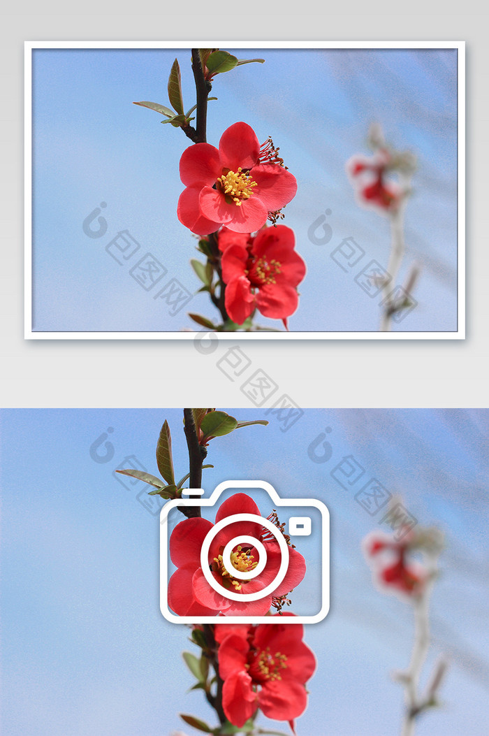 红色踏春唯美花朵摄影图片