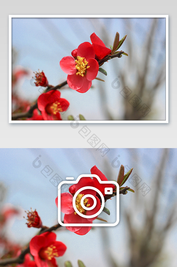踏春红色皱皮木瓜花花朵摄影图片
