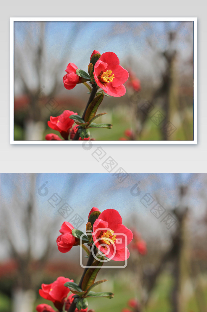春天红色鲜艳花朵摄影图片