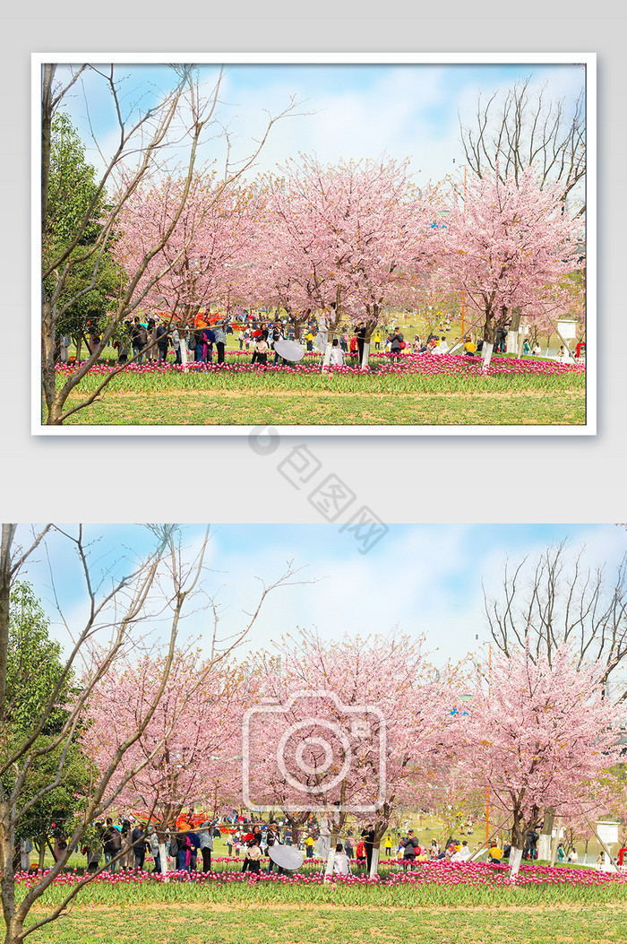 踏春公园的樱花盛开摄影图片