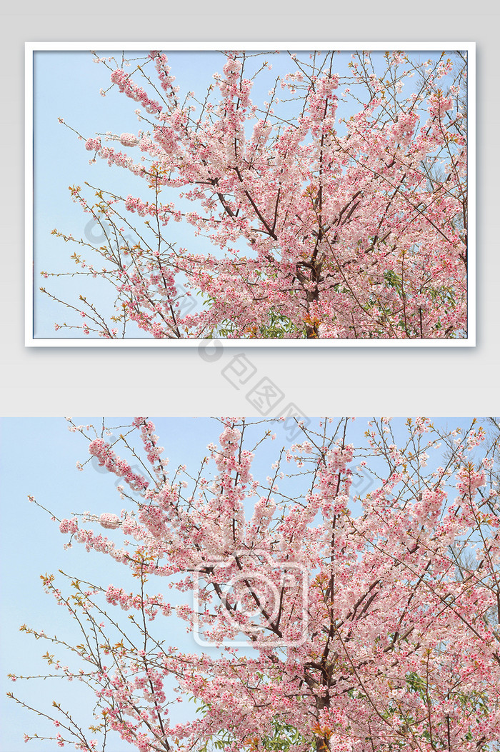 枝头花团锦簇的樱花摄影图