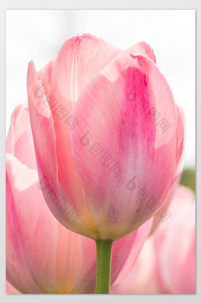 郁金香花卉摄影图片4图片图片