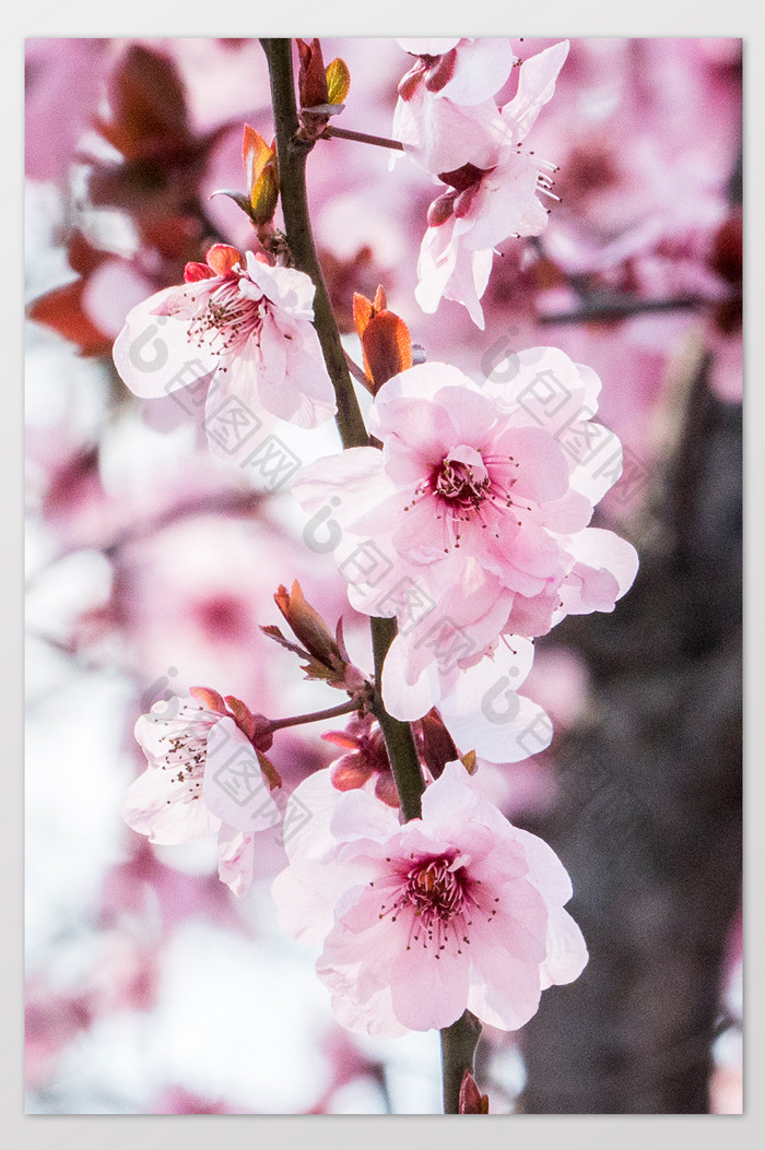樱花花卉摄影图片