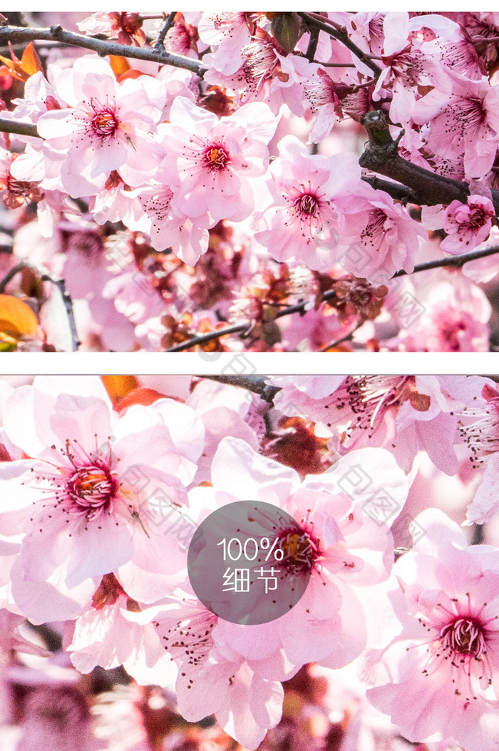 樱花花卉摄影图片3