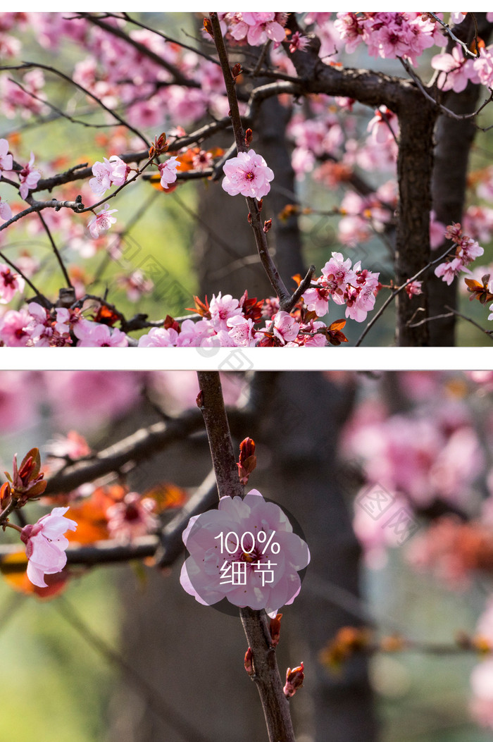 樱花花卉摄影图片4
