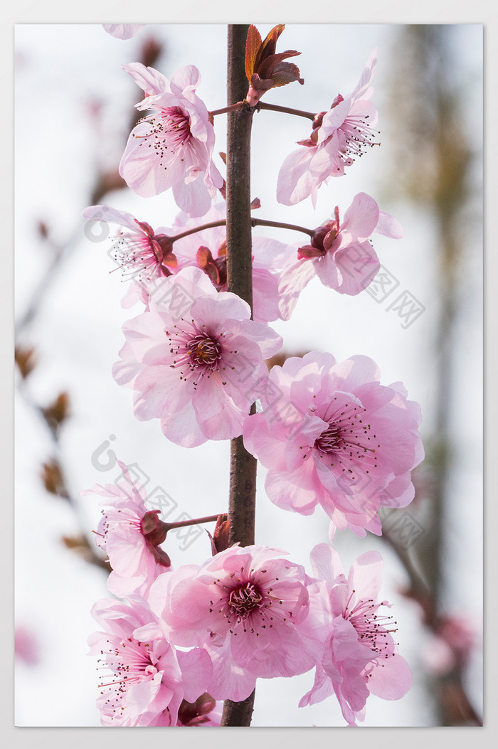 樱花花卉摄影图片5