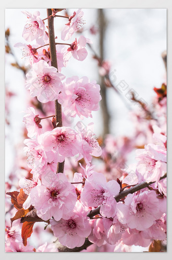 樱花花卉摄影图片5图片