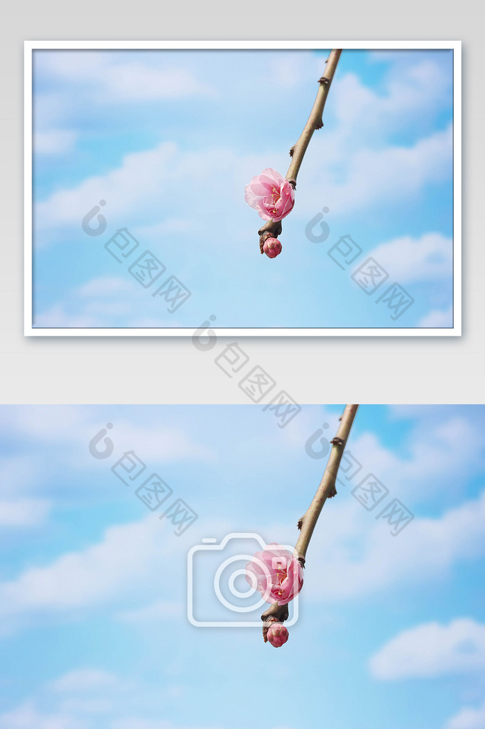 蓝天背景粉色花朵摄影图片