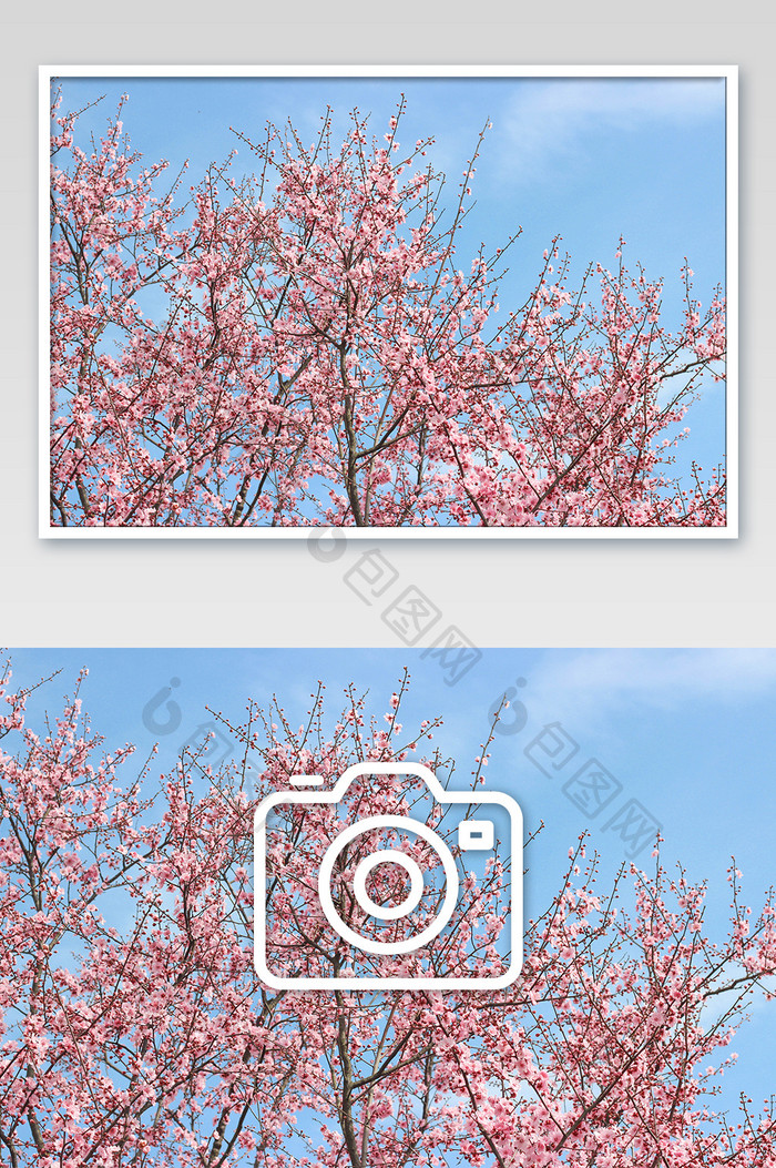 蓝天下花团锦簇的粉色花朵摄影图