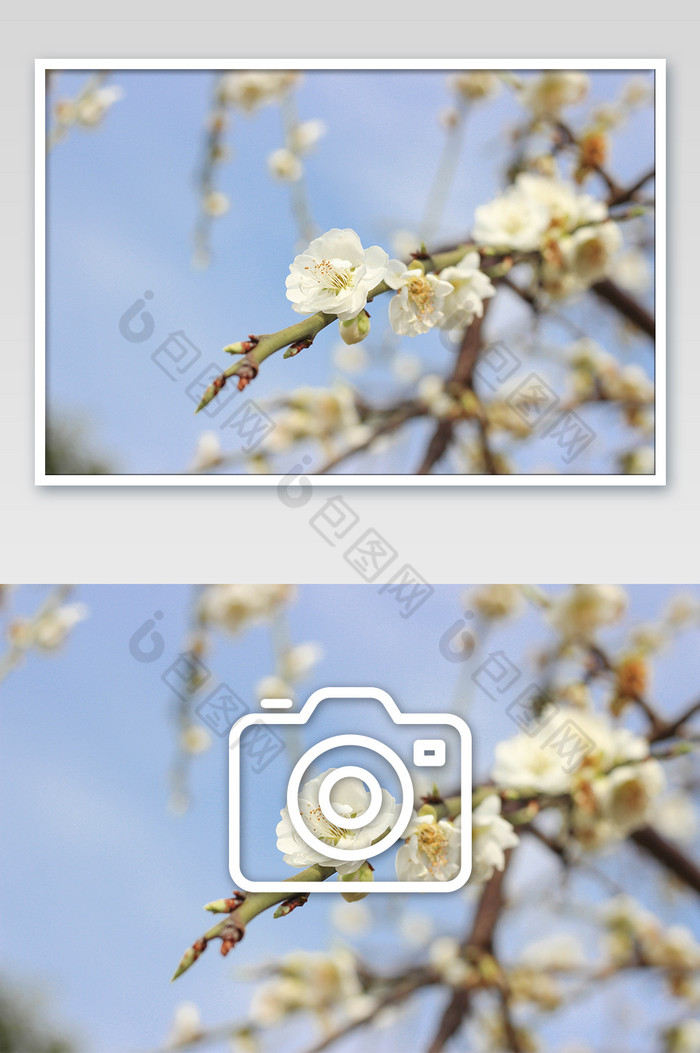 小清新唯美白色花朵摄影图片图片