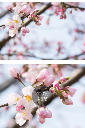 海棠花花卉摄影图片