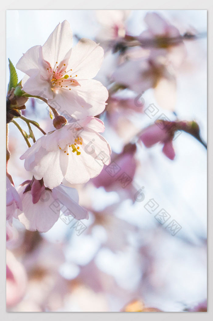 海棠花花卉摄影图片2