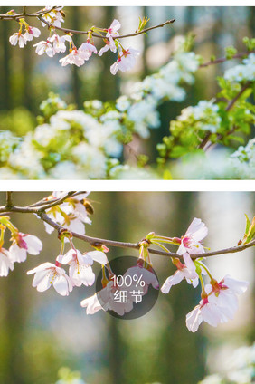 樱花花卉摄影图片7