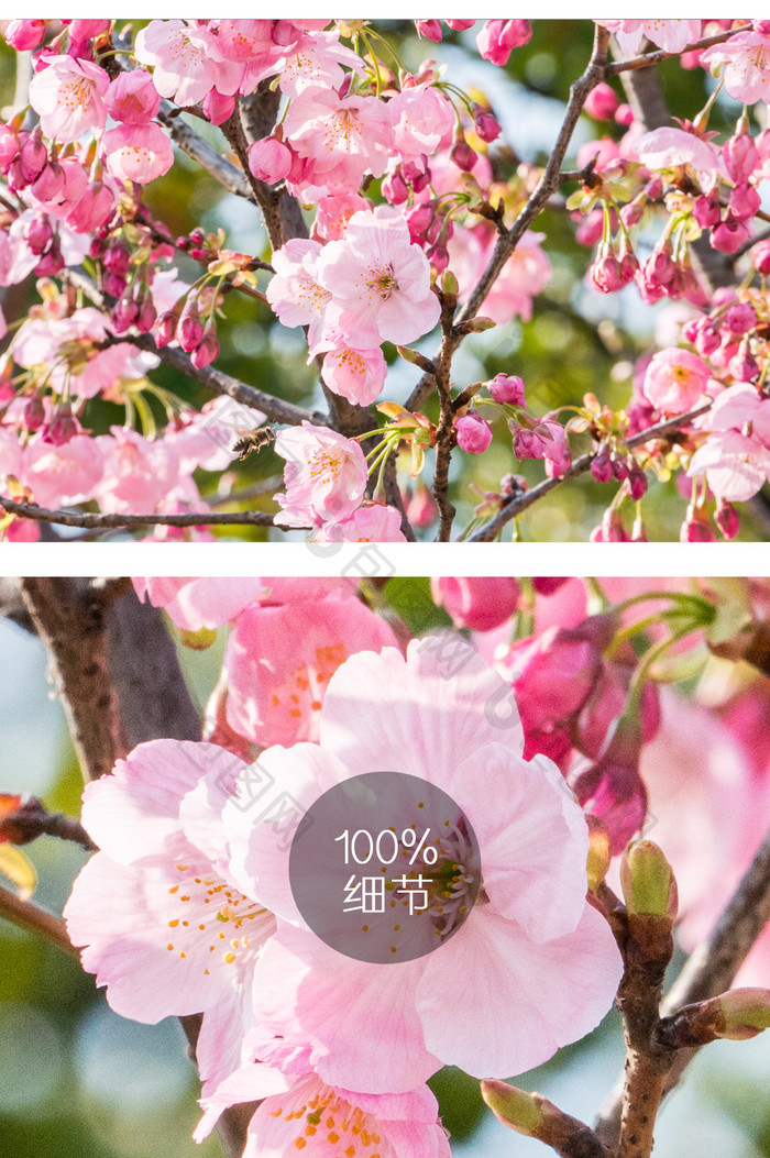 樱花花卉摄影图片8