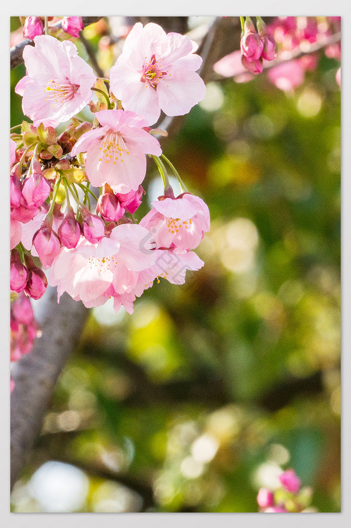 樱花花卉摄影图片9