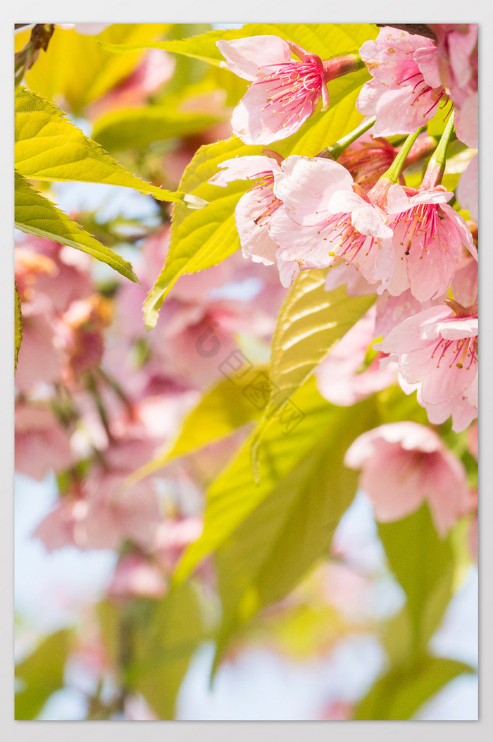 樱花花卉摄影图片10