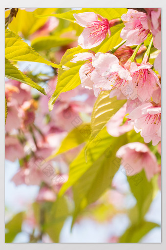 樱花花卉摄影图片10图片