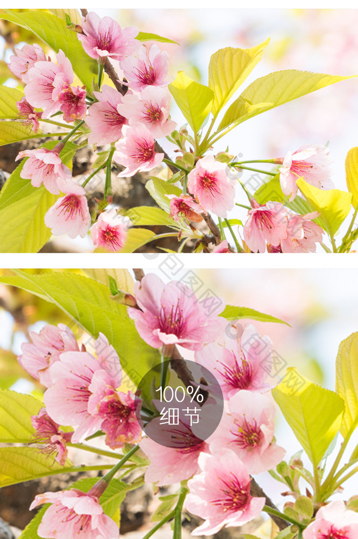 樱花花卉摄影图片11