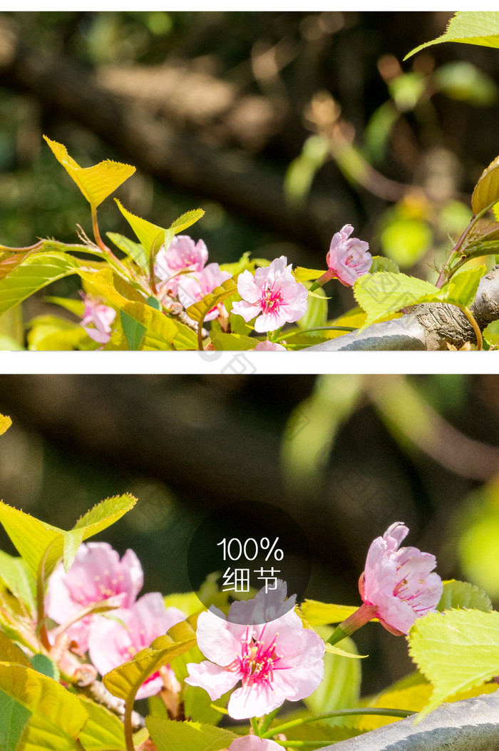 樱花花卉摄影图片12