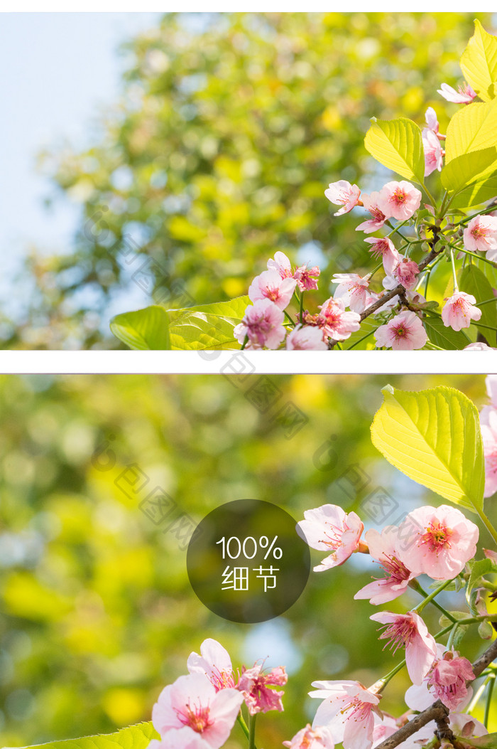 樱花花卉摄影图片13
