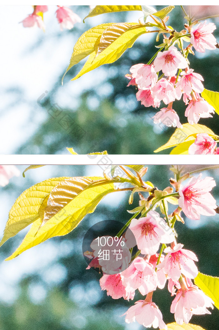 樱花花卉摄影图片14