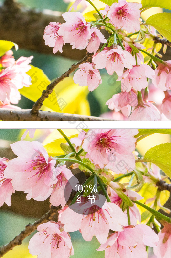 樱花花卉摄影图片17