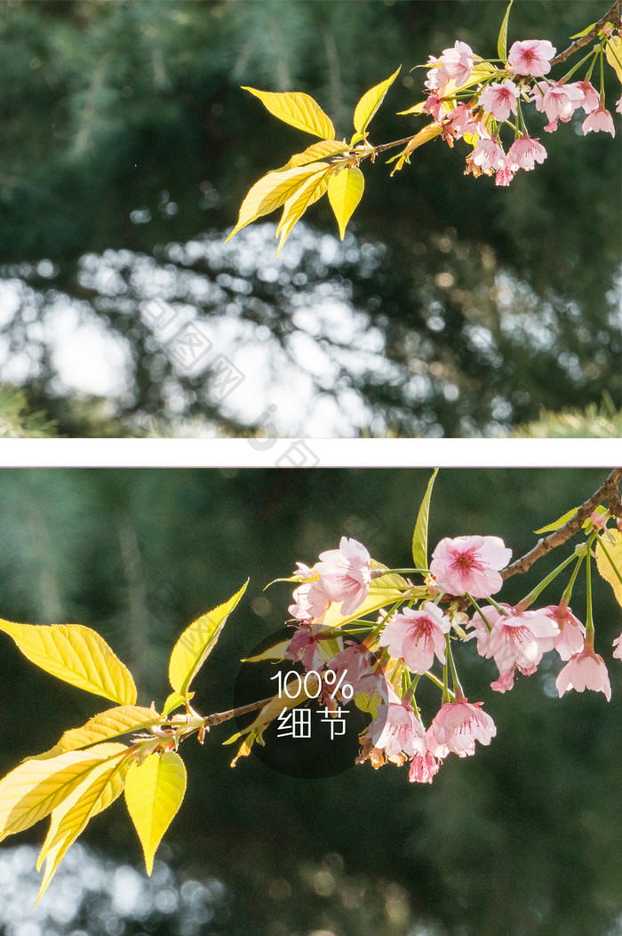 樱花花卉摄影图片18