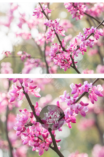 紫荆花花卉摄影图片