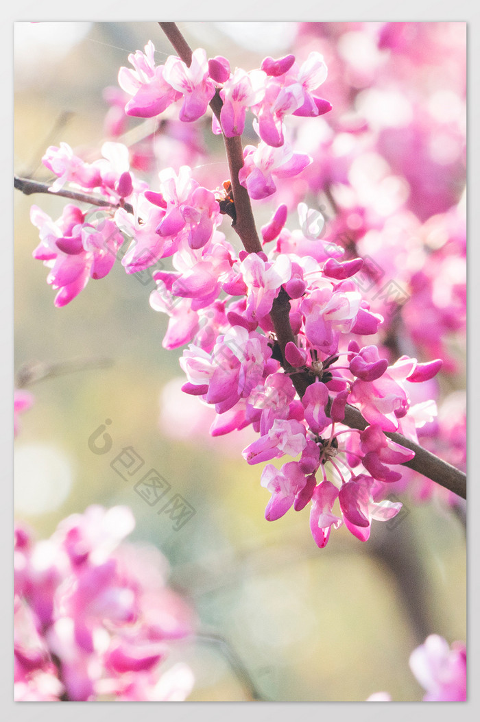 紫金花花卉摄影图片2