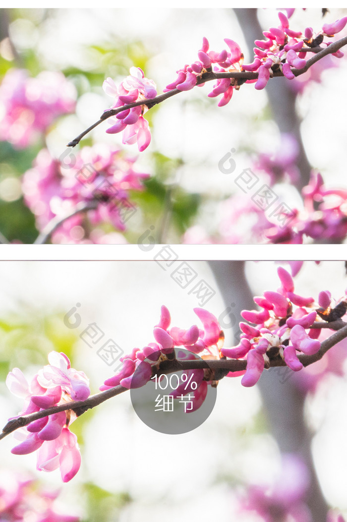 紫金花花卉摄影图片3