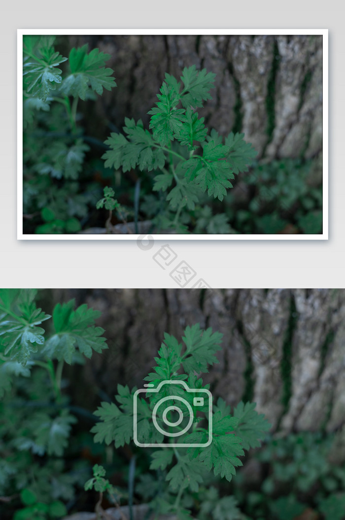 绿色艾草植物摄影图片
