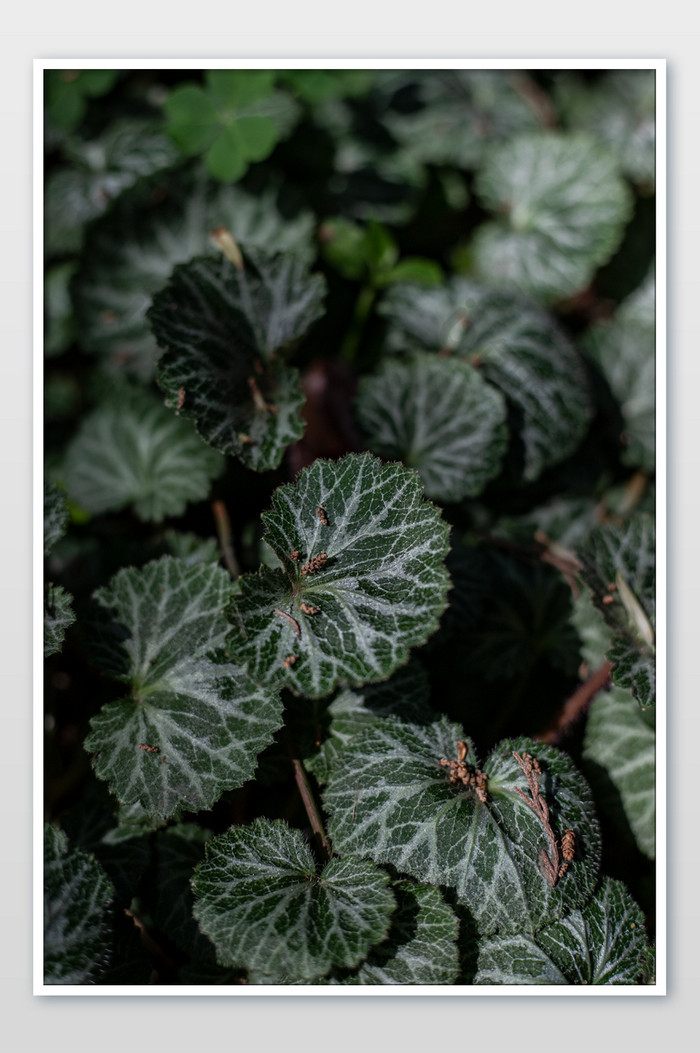 绿色虎耳草植物摄影图片
