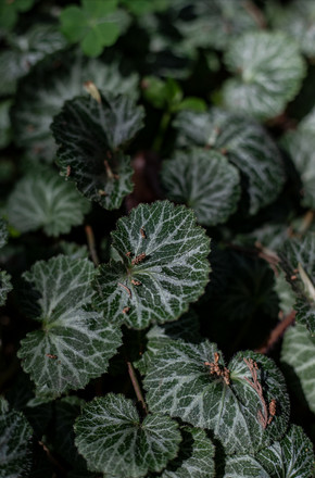 绿色虎耳草植物摄影图片