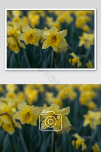 黄色黄水仙花卉摄影图片