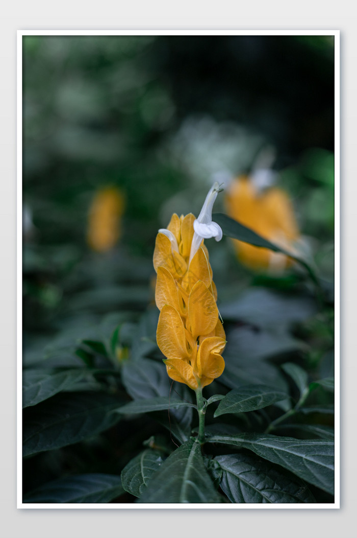 黄色金苞花花卉摄影图片