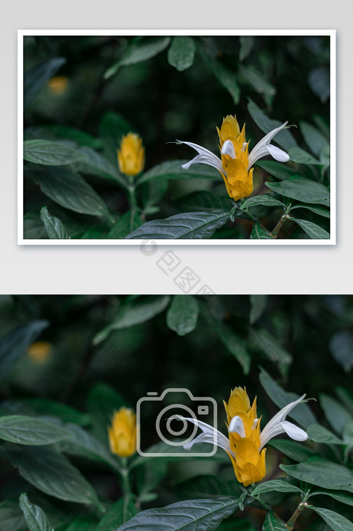 黄色金苞花摄影图片图片