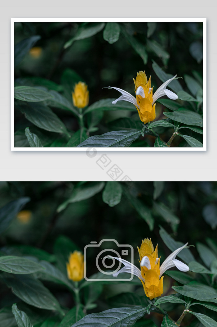 黄色金苞花摄影图片