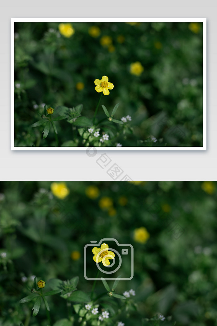 黄色毛茛花卉摄影图片