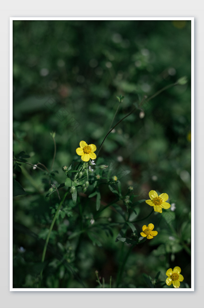 毛茛花卉摄影图片