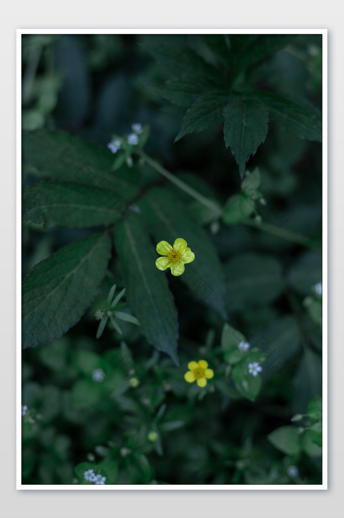 毛茛花朵摄影图片