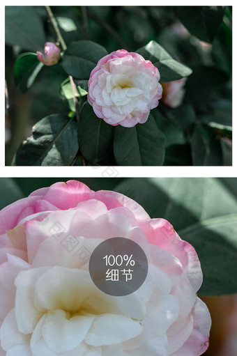 粉色山茶花花卉摄影图片
